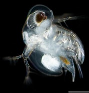 Image result for "podon Polyphemoides". Size: 177 x 185. Source: plankton.image.coocan.jp