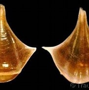 Image result for "diacria trispinosa Atlantica". Size: 182 x 157. Source: www.gastropods.com