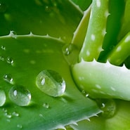 Image result for Aloe macroclada Extract. Size: 185 x 185. Source: www.stemregen.co