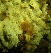 Afbeeldingsresultaten voor "micale Micracanthoxea". Grootte: 176 x 185. Bron: www.unterwasser-welt-nordsee.de