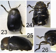 Image result for Euchaetomera zurstrasseni Rijk. Size: 198 x 185. Source: www.researchgate.net