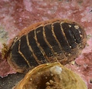 Afbeeldingsresultaten voor "leptochiton Asellus". Grootte: 190 x 185. Bron: www.britishmarinelifepictures.co.uk