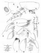 Image result for Bathyporeia pelagica Klasse. Size: 145 x 185. Source: www.researchgate.net