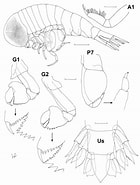 Image result for "brachyscelus Crusculum". Size: 140 x 185. Source: zenodo.org