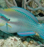 Image result for Scarus iseri Klasse. Size: 176 x 185. Source: reeflifesurvey.com