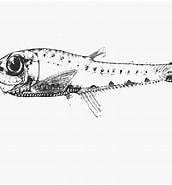 Image result for Valenciennellus. Size: 172 x 185. Source: fishbiosystem.ru