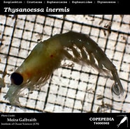 Afbeeldingsresultaten voor "thysanopoda Minyops". Grootte: 186 x 185. Bron: www.st.nmfs.noaa.gov