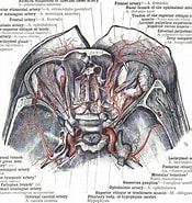 Image result for Arterien der Orbita. Size: 175 x 185. Source: www.dreamstime.com