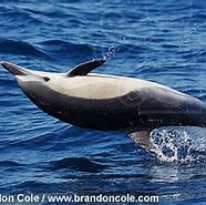 Afbeeldingsresultaten voor Kaapse Dolfijn. Grootte: 186 x 169. Bron: diertjevandedag.classy.be
