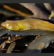 Image result for "apletodon Dentatus". Size: 176 x 185. Source: www.aphotomarine.com