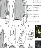 Afbeeldingsresultaten voor "lensia Hardy". Grootte: 159 x 185. Bron: www.researchgate.net