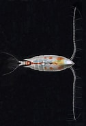 Afbeeldingsresultaten voor Aetideus giesbrechti Stam. Grootte: 126 x 185. Bron: www.marinespecies.org