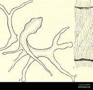 Afbeeldingsresultaten voor "castanidium Haeckeri". Grootte: 191 x 185. Bron: www.alamy.com