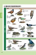 台灣鳥類網路圖鑑 的圖片結果. 大小：120 x 185。資料來源：24h.pchome.com.tw