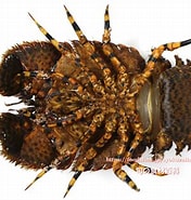 Image result for Parribacus japonicus. Size: 176 x 185. Source: foodslink.jp