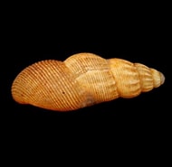 Image result for "onoba Semicostata". Size: 190 x 185. Source: www.aphotomarine.com