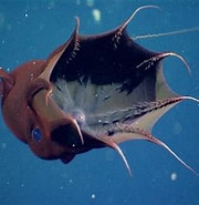 Afbeeldingsresultaten voor Vampierinktvis. Grootte: 180 x 185. Bron: www.livescience.com