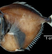 Image result for "diretmus Argenteus". Size: 176 x 185. Source: fishesofaustralia.net.au