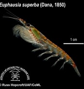Image result for "euphausia Spinifera". Size: 174 x 185. Source: alchetron.com