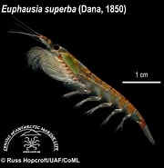 Image result for "euphausia Lamelligera". Size: 180 x 185. Source: alchetron.com