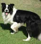 Image result for Bordercollie Hoito. Size: 172 x 185. Source: www.blogcanin.com