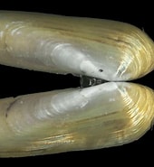 Image result for Pharidae. Size: 170 x 185. Source: www.idscaro.net