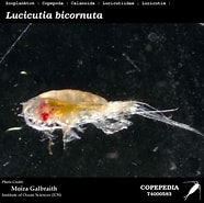 Image result for "lucicutia Bicornuta". Size: 186 x 185. Source: www.st.nmfs.noaa.gov