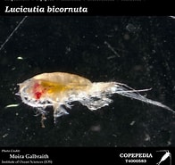 Résultat d’image pour Lucicutia bicornuta Geslacht. Taille: 196 x 185. Source: www.st.nmfs.noaa.gov