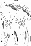 Image result for "metamysidopsis Munda". Size: 125 x 185. Source: brill.com