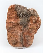 Image result for zeelelies. Size: 151 x 185. Source: karbonkel.nl