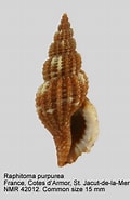 Image result for "raphitoma Purpurea". Size: 120 x 185. Source: www.nmr-pics.nl
