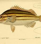 Image result for "pelates Quadrilineatus". Size: 174 x 185. Source: fishesofaustralia.net.au