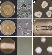 Image result for "pneumodermopsis Oligocotyla". Size: 175 x 185. Source: www.researchgate.net