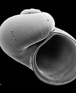 Image result for Dillwynella modesta. Size: 152 x 185. Source: mollusca.co.nz
