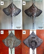 Image result for Dipturus nidarosiensis Feiten. Size: 151 x 185. Source: peerj.com