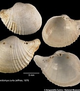 Afbeeldingsresultaten voor Cardiomya costellata Stam. Grootte: 164 x 185. Bron: naturalhistory.museumwales.ac.uk