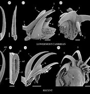 Afbeeldingsresultaten voor "eukrohnia Calliops". Grootte: 176 x 185. Bron: www.researchgate.net