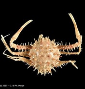Afbeeldingsresultaten voor "arcania Erinacea". Grootte: 176 x 185. Bron: www.crustaceology.com