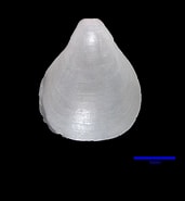Afbeeldingsresultaten voor "dallina Septigera". Grootte: 171 x 185. Bron: www.marinespecies.org