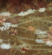 Image result for "doto Dunnei". Size: 176 x 185. Source: www.arransealife.co.uk