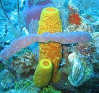 Afbeeldingsresultaten voor Porifera Wikipedia. Grootte: 196 x 185. Bron: www.wikiwand.com
