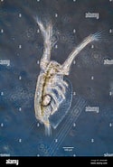 Afbeeldingsresultaten voor Ctenopoda. Grootte: 125 x 185. Bron: www.alamy.com