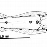 Image result for "paraspadella Schizoptera". Size: 183 x 105. Source: www.dnr.sc.gov