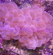 Image result for Turbinaria Plerogyra. Size: 176 x 185. Source: www.coralsalvaje.com