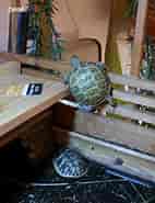 Image result for skildpadder Bevaring. Size: 142 x 185. Source: marginata.dk