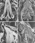 Image result for "pontellopsis Perspicax". Size: 150 x 185. Source: www.researchgate.net