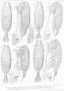 Image result for Pseudochirella palliata Order. Size: 131 x 185. Source: www.marinespecies.org