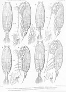 Image result for Pseudochirella palliata Geslacht. Size: 133 x 185. Source: www.marinespecies.org