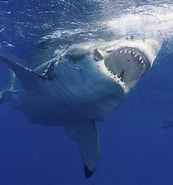 Afbeeldingsresultaten voor Why Are Great White Sharks Called. Grootte: 173 x 185. Bron: www.animalia-life.club