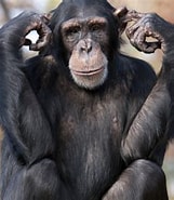 Risultato immagine per primats Regne. Dimensioni: 161 x 185. Fonte: www.starsinsider.com